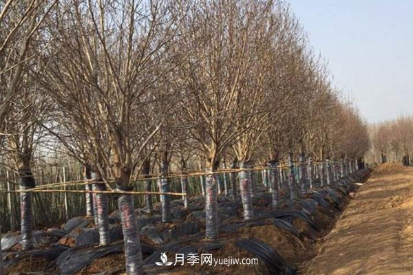 廣玉蘭和白玉蘭的區別，不同與相同之處(圖4)