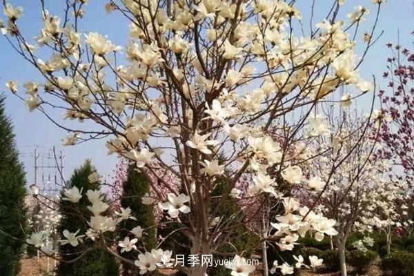 廣玉蘭和白玉蘭的區別，不同與相同之處(圖7)