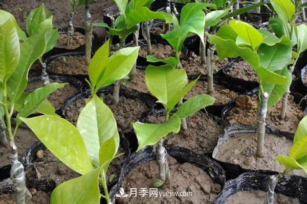 廣玉蘭和白玉蘭的區別，不同與相同之處(圖5)