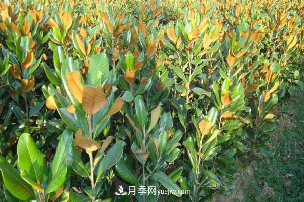 廣玉蘭和白玉蘭的區別，不同與相同之處(圖3)