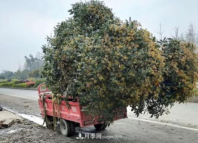 看葉子如何區分桂花樹(shù)的品種(圖2)