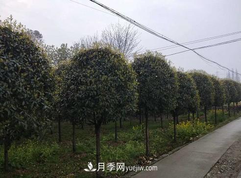 如何區分桂花樹(shù)的品種(圖1)