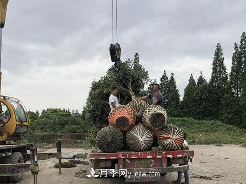 月季、苗木、樹(shù)木移栽怎樣不垮土？(圖3)