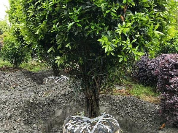南陽(yáng)桂花基地，桂花移植的***佳時(shí)機是什么時(shí)候(圖1)