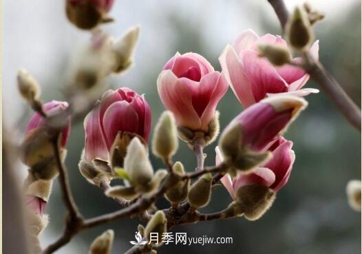 辛夷始花望春來(lái) 玉蘭之鄉看南陽(yáng)(圖1)