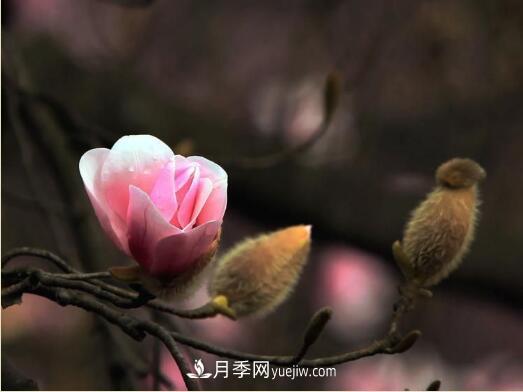 辛夷始花望春來(lái) 玉蘭之鄉看南陽(yáng)(圖2)