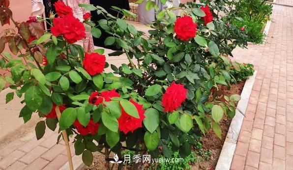 盆栽月季和地栽月季相比，哪種種植方式更耐旱？(圖2)