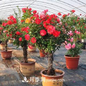 養月季不僅要學(xué)會(huì )防病蟲(chóng)災，還需要把握修剪的技能(圖1)