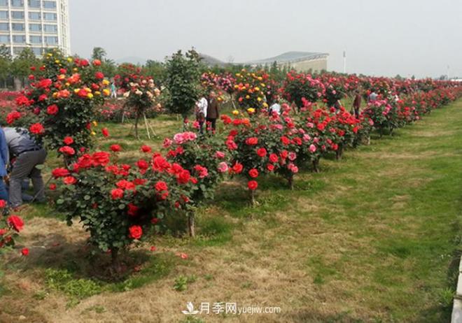 樹(shù)狀月季種植需要注意哪些問(wèn)題？(圖1)