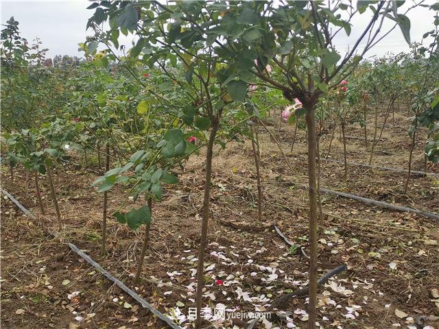 小高桿月季樹(shù)，小青桿月季批發(fā)(圖3)
