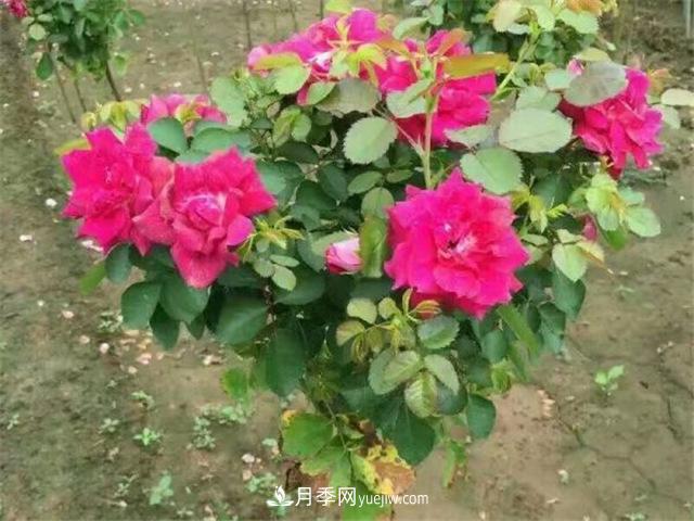 小高桿月季樹(shù)，小青桿月季批發(fā)(圖4)