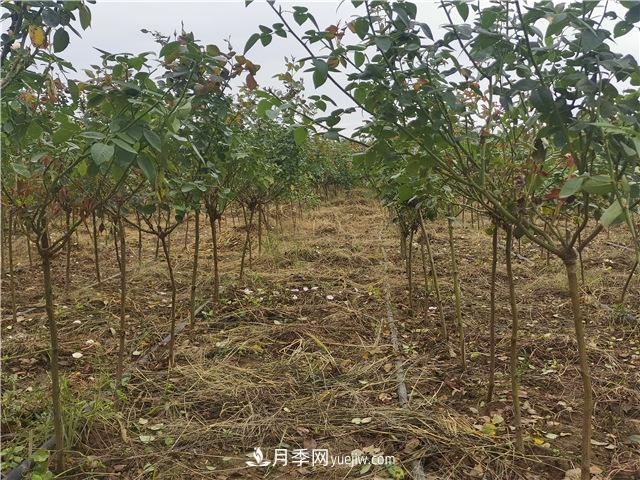 小高桿月季樹(shù)，小青桿月季批發(fā)(圖1)