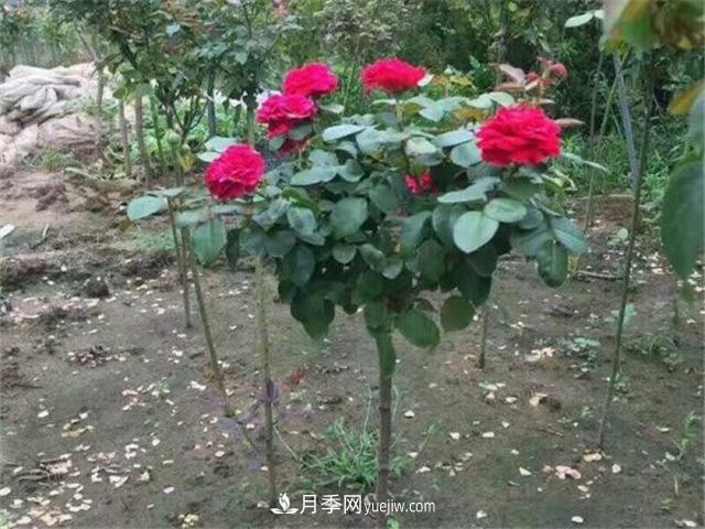 小高桿月季樹(shù)，小青桿月季批發(fā)(圖5)