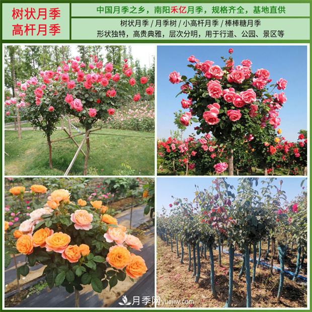 批發(fā)南陽(yáng)月季，就選擇南陽(yáng)禾億月季基地，放心(圖2)