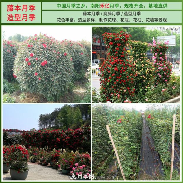 批發(fā)南陽(yáng)月季，就選擇南陽(yáng)禾億月季基地，放心(圖4)