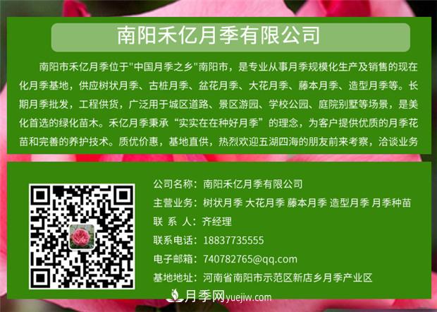 批發(fā)南陽(yáng)月季，就選擇南陽(yáng)禾億月季基地，放心(圖6)
