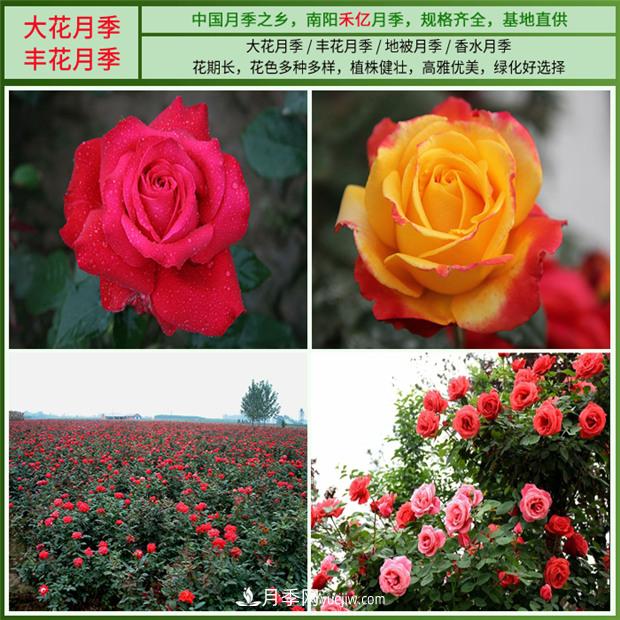 批發(fā)南陽(yáng)月季，就選擇南陽(yáng)禾億月季基地，放心(圖3)