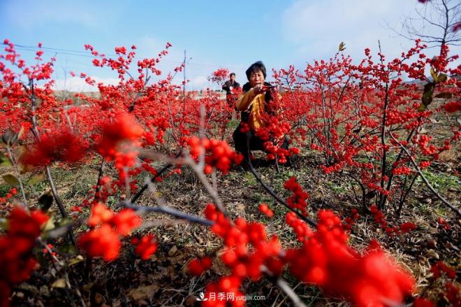 山東青島即墨：北美冬青 寒冬俏銷(xiāo)(圖2)