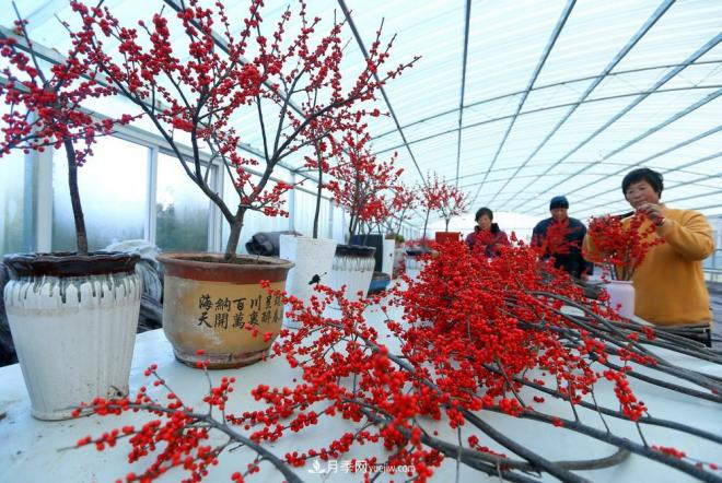 山東青島即墨：北美冬青 寒冬俏銷(xiāo)(圖1)