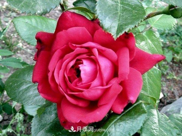 玫瑰國度，來(lái)自法國戴爾巴德的華麗浪漫月季(圖1)
