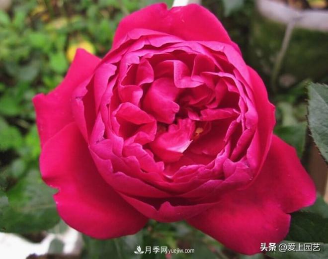 4種款又香又美，還好吃的月季花品種(圖1)