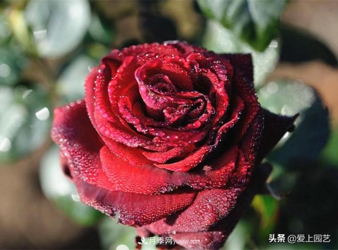 4種款又香又美，還好吃的月季花品種(圖2)