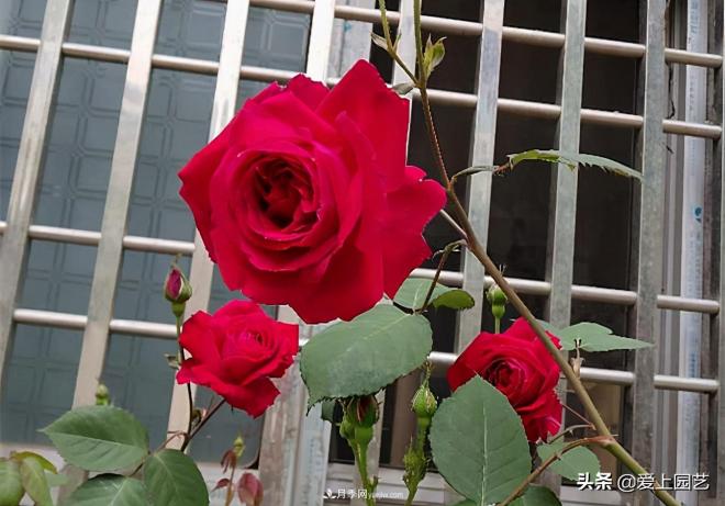 4種款又香又美，還好吃的月季花品種(圖3)