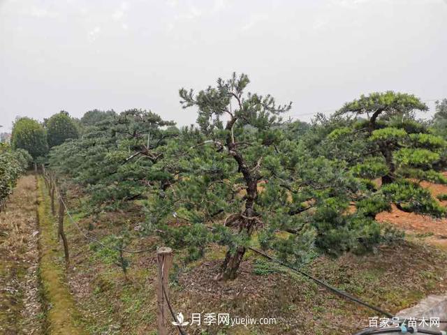 2021綠化苗木市場(chǎng)將有哪些重大升級(圖5)