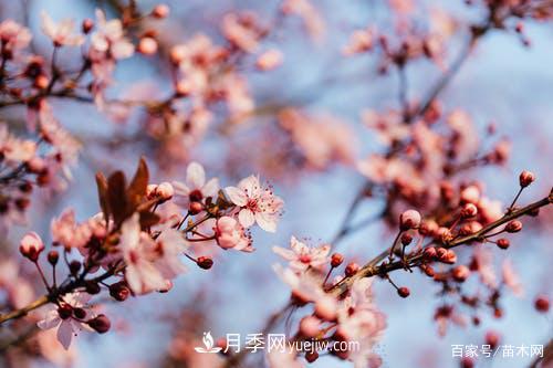 2021綠化苗木市場(chǎng)將有哪些重大升級(圖4)
