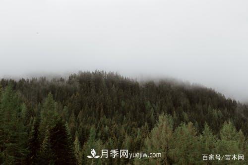 2021綠化苗木市場(chǎng)將有哪些重大升級(圖1)