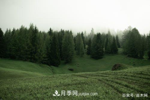 2021綠化苗木市場(chǎng)將有哪些重大升級(圖2)
