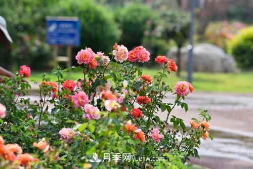 200多種月季花，花卉新品種豐富壽光城市園林色彩(圖1)