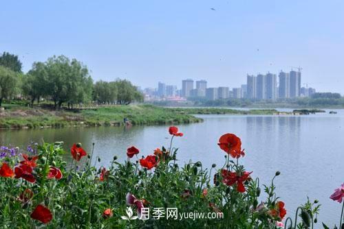200多種月季花，花卉新品種豐富壽光城市園林色彩(圖2)