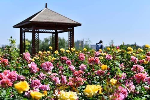 200多種月季花，花卉新品種豐富壽光城市園林色彩(圖3)