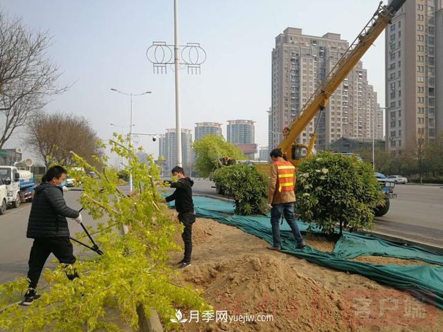 新鄉道路綠化升級喜現彩色樹(shù)，樹(shù)狀月季來(lái)了(圖1)