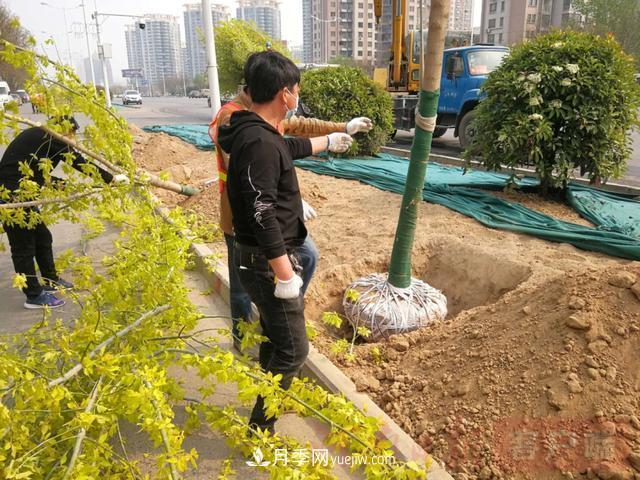 新鄉道路綠化升級喜現彩色樹(shù)，樹(shù)狀月季來(lái)了(圖2)