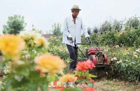 開(kāi)封尉氏十八里鎮：月季花開(kāi)滿(mǎn)園香 帶貧增收顯成效(圖2)