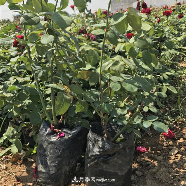 冬天天冷，一定要做好月季的保暖工作(圖1)