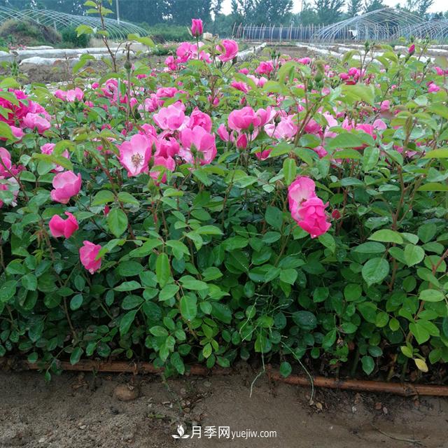 月季牙簽苗的培養及其注意事項(圖1)