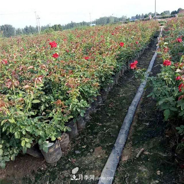 盆栽月季花如何養護(圖1)