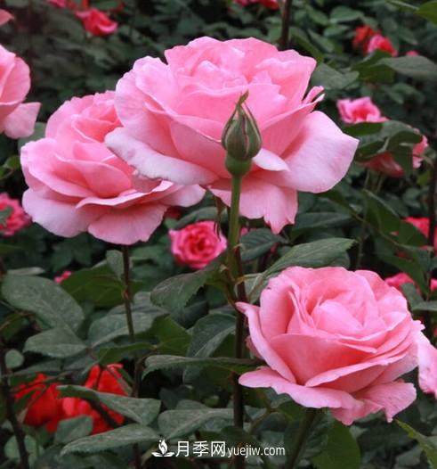 陽(yáng)臺養殖盆栽月季的方法和注意事項！(圖3)