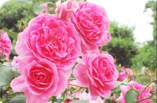 陽(yáng)臺養殖盆栽月季的方法和注意事項！(圖2)
