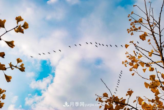 2021綠化苗木行業(yè)兩極分化加劇 你是哪一級？(圖2)