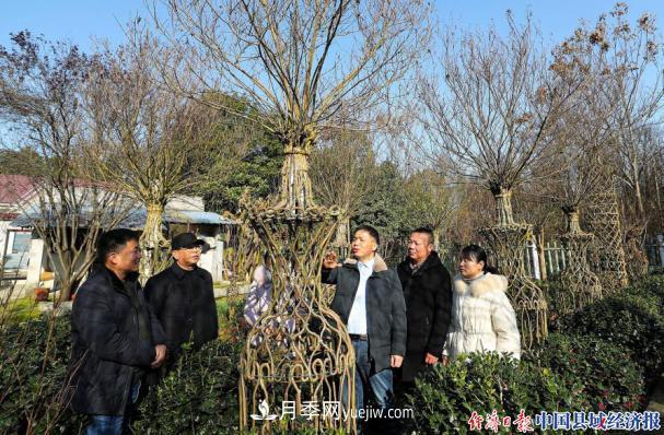 安徽肥西上派鎮：花木之鄉轉型發(fā)展 云享鄉村振興苗木(圖5)