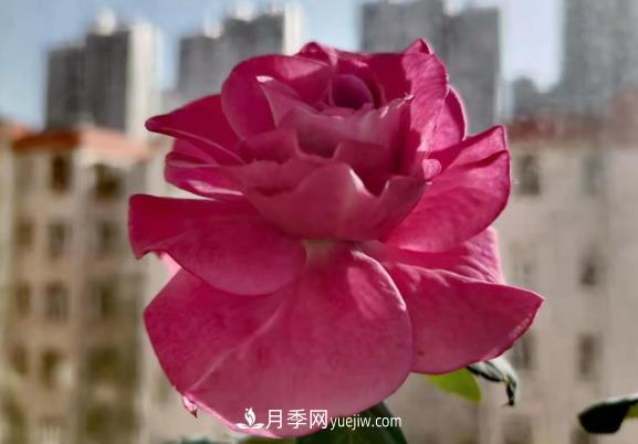 陽(yáng)臺上的浪漫比克和冥王星(圖2)