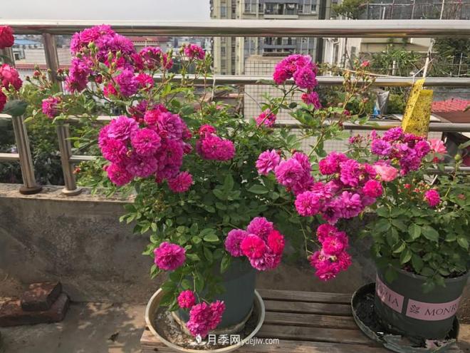 甜蜜馬車(chē)月季，花朵又美又香，四季持續開(kāi)花，值得擁有(圖1)