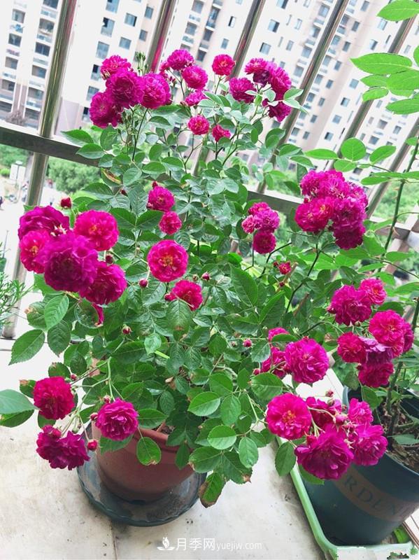 甜蜜馬車(chē)月季，花朵又美又香，四季持續開(kāi)花，值得擁有(圖4)