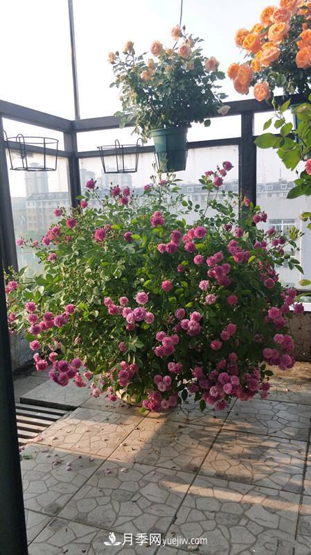 甜蜜馬車(chē)月季，花朵又美又香，四季持續開(kāi)花，值得擁有(圖3)