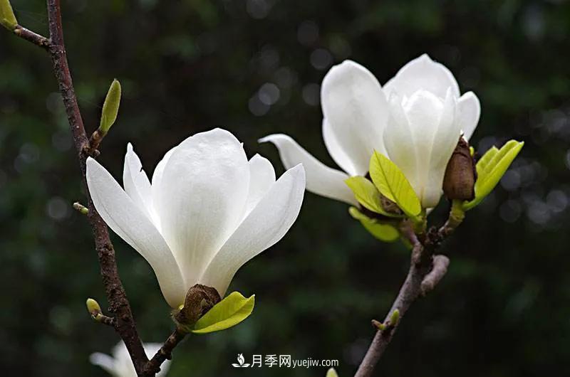 家鄉之景 發(fā)展月季綠化苗木奔小康(圖3)
