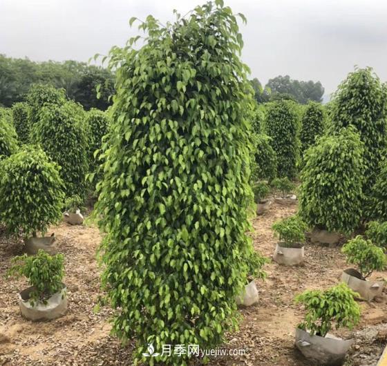 垂葉榕苗木的養護八要點(diǎn)(圖1)